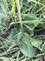 Gerbera piloselloides