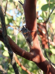 Platypedia bernardinoensis