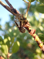 Platypedia bernardinoensis