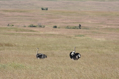 Struthio camelus massaicus