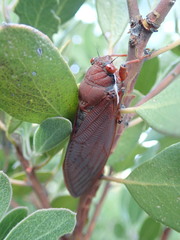 Okanagana opacipennis