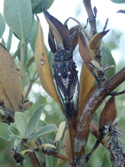 Clidophleps wrighti