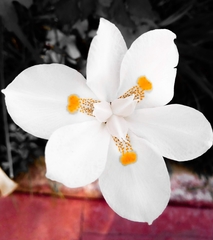 Dietes