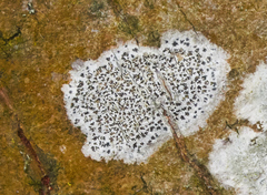 Arthonia radiata