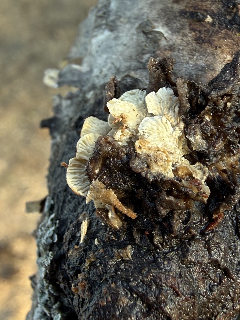 Plicatura crispa · February 2026 · photo: © tanner-lichens-shrooms (iNaturalist, cc-by)