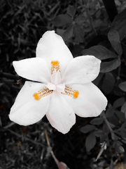 Dietes