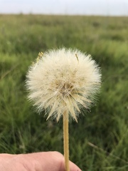 Gerbera piloselloides