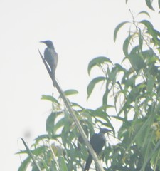 Onychognathus fulgidus