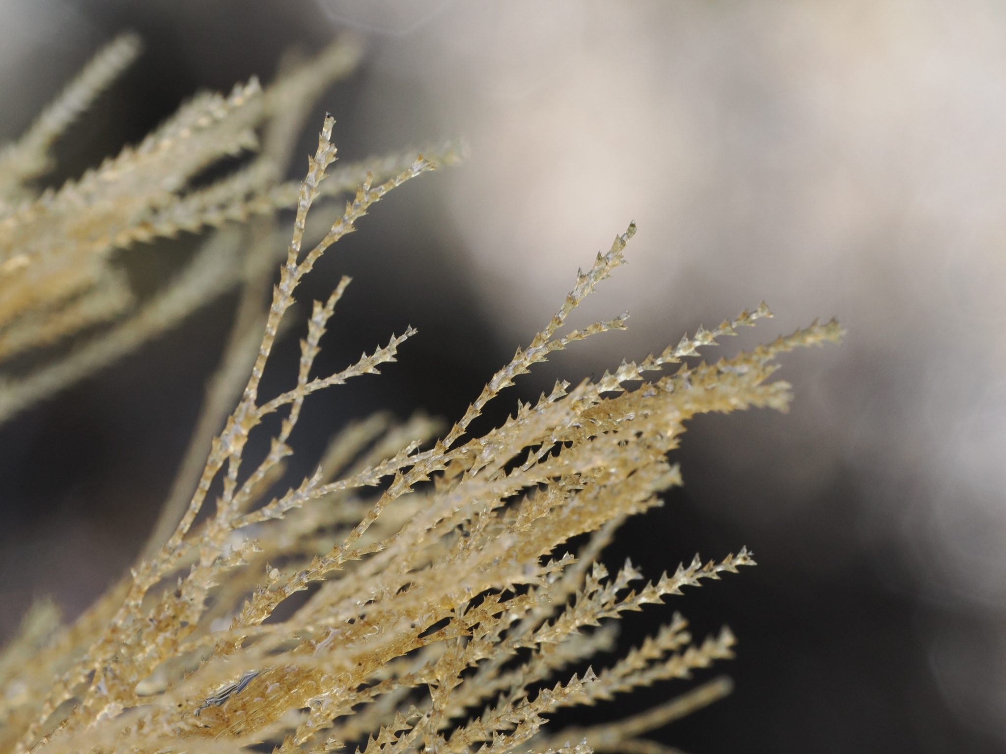 Amphisbetia bispinosa (Gray, 1843)