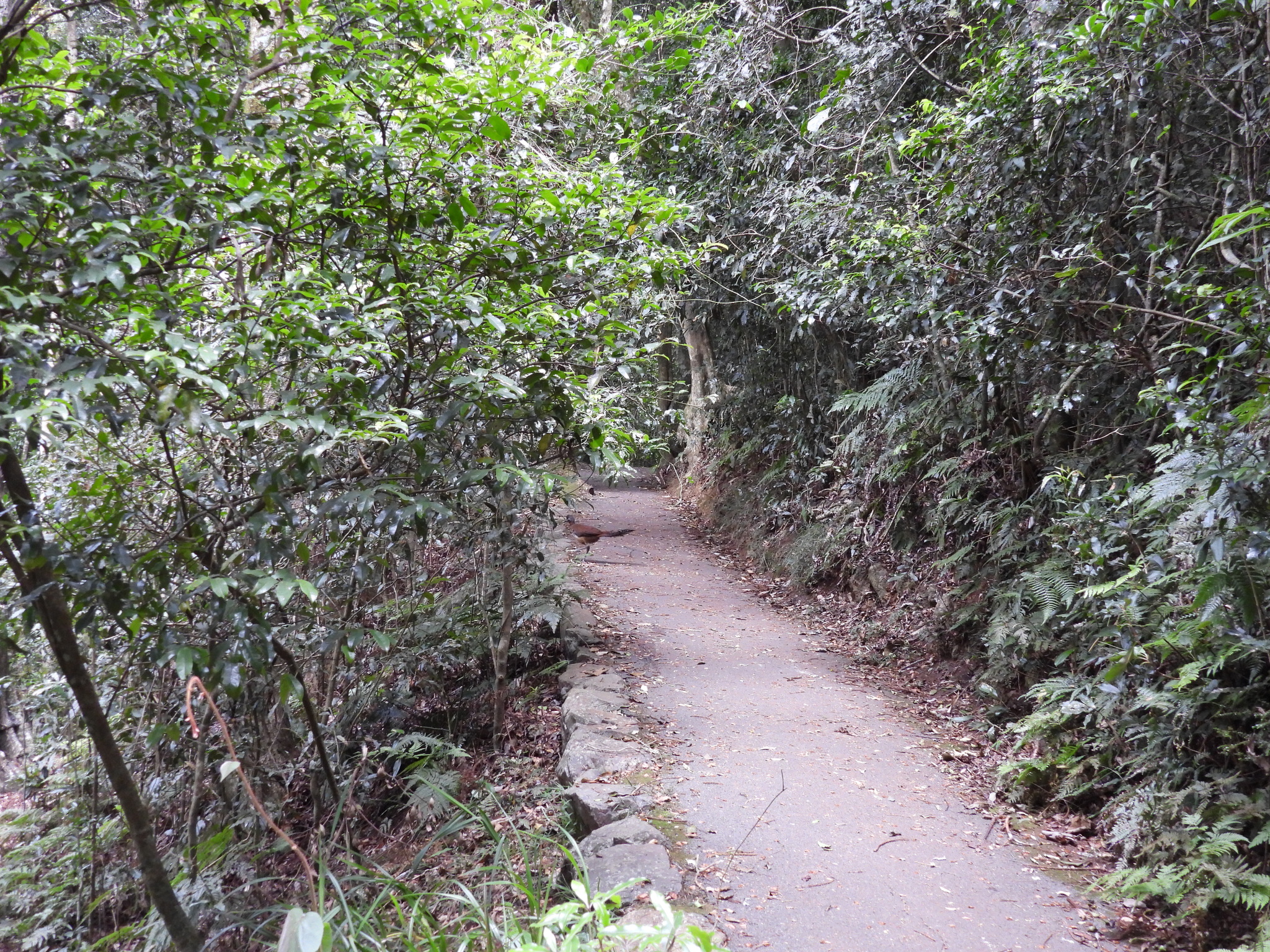 Albert's Lyrebird (Menura alberti), photo 5