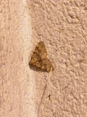 Nebula ibericata