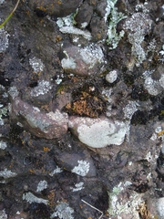 Schistidium papillosum