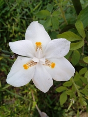 Dietes