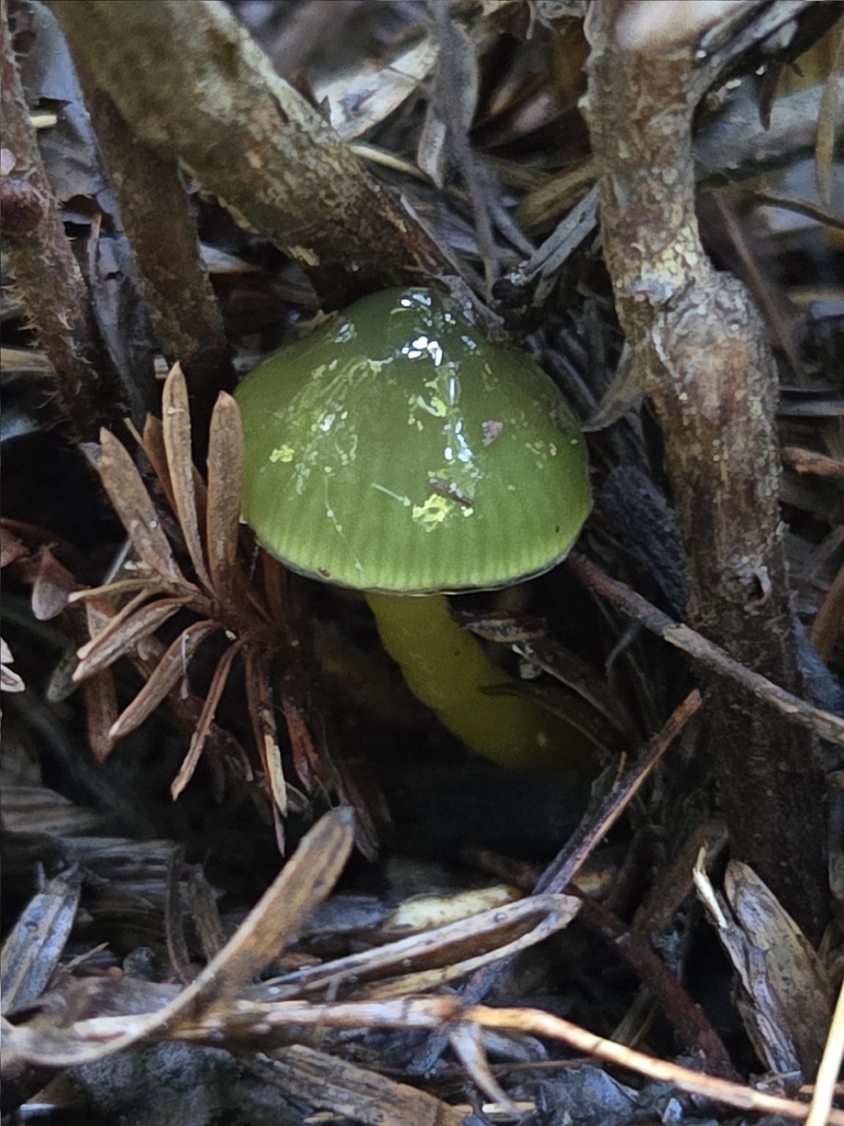 Gliophorus psittacinus · February 2026 · photo: © mandymushii (iNaturalist, cc-by)