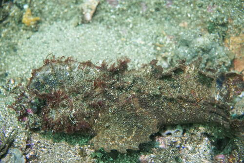 Southern velvetfish (Aploactisoma milesii) — Aploactinidae — 4