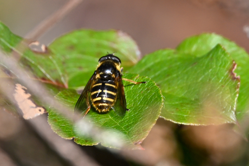 Unknown species found near Snohomish County, US-WA, US