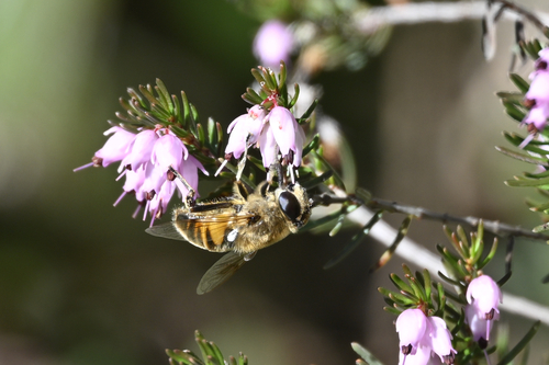 Unknown species found near Snohomish County, US-WA, US