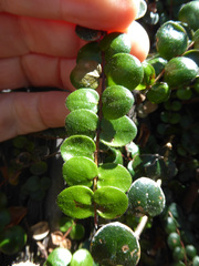 Metrosideros carminea