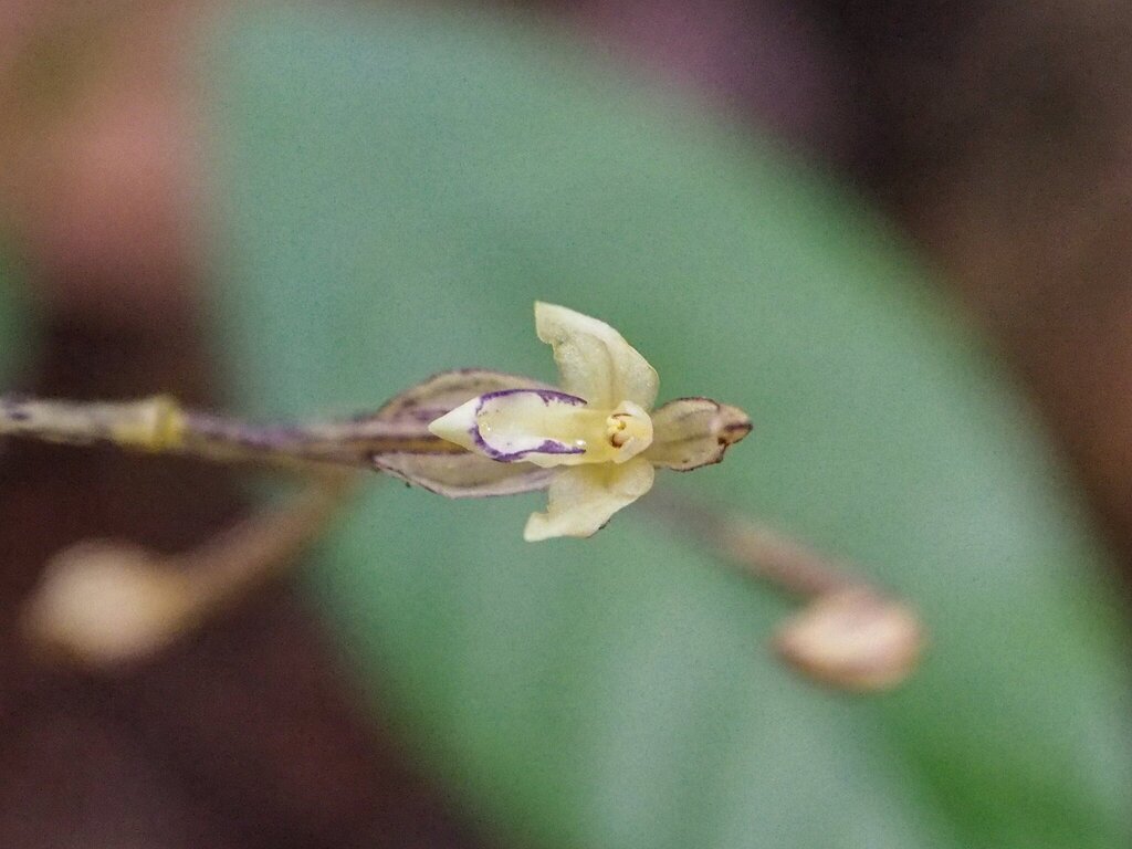 Aphyllorchis pallida
