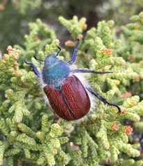 Paracotalpa granicollis