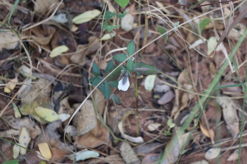Surprise Packet (Blepharis maderaspatensis)
