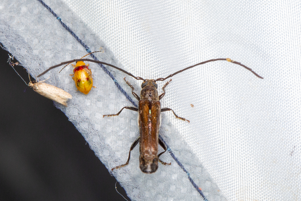 Neuston Insect Neostenus from Mt. Kiera, NSW on February 12, 2026 at 05:29 AM by ...