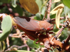 Okanagana opacipennis
