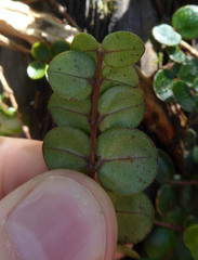 Metrosideros carminea