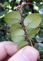 Metrosideros carminea