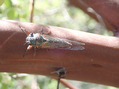 Platypedia bernardinoensis