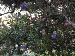 Ceanothus