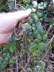 Metrosideros carminea