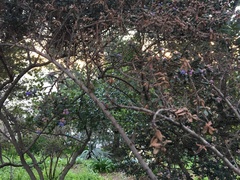 Ceanothus