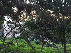 Ceanothus