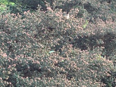 Zonotrichia leucophrys
