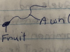 Hesperostipa comata comata