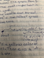 Hesperostipa comata comata