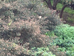 Zonotrichia leucophrys