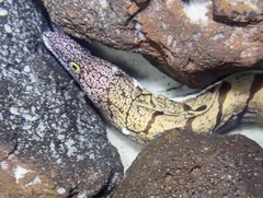ハワイウツボ