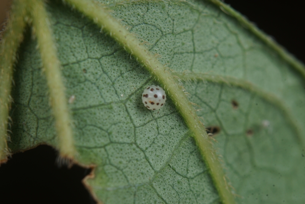 Maxentius Insect Superb Emperor on May 01, 2016 at 08:25 AM by 飞鸽传书. 郴州,温州,荔波,韶关 ...