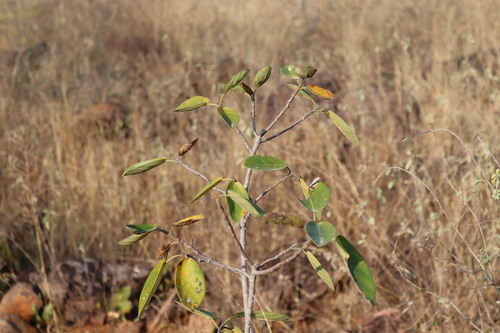Donkey's Banyan (Ficus mollis)
