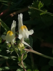 Linaria reflexa
