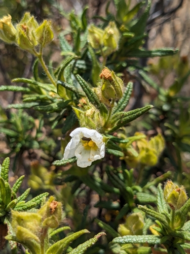 Montpelier cistus (Cistus monspeliensis)