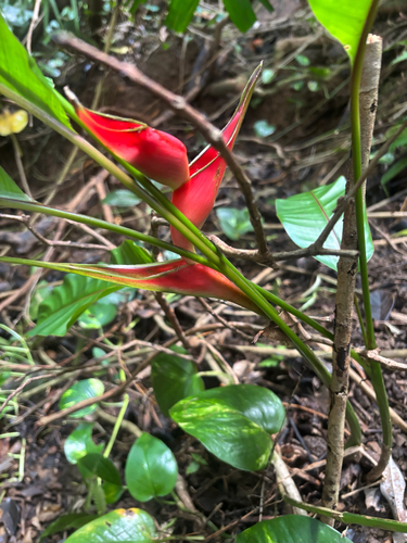 Heliconia stricta observed 2026-02-11
