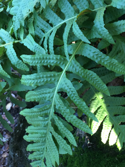 Polypodium glycyrrhiza