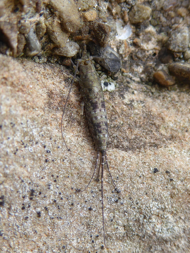 Sea Bristletail