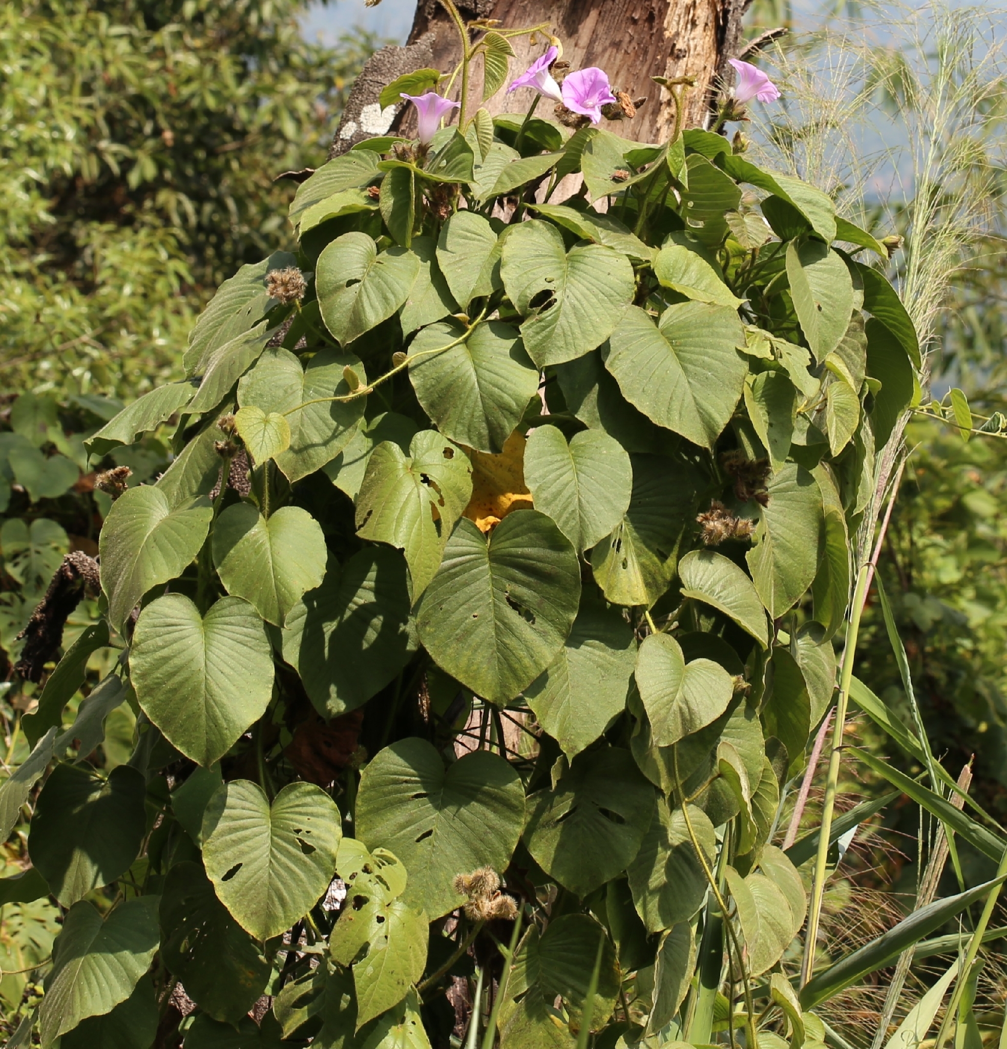 Argyreia capitiformis — ảnh 2