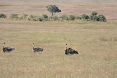Struthio camelus massaicus