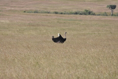 Struthio camelus massaicus