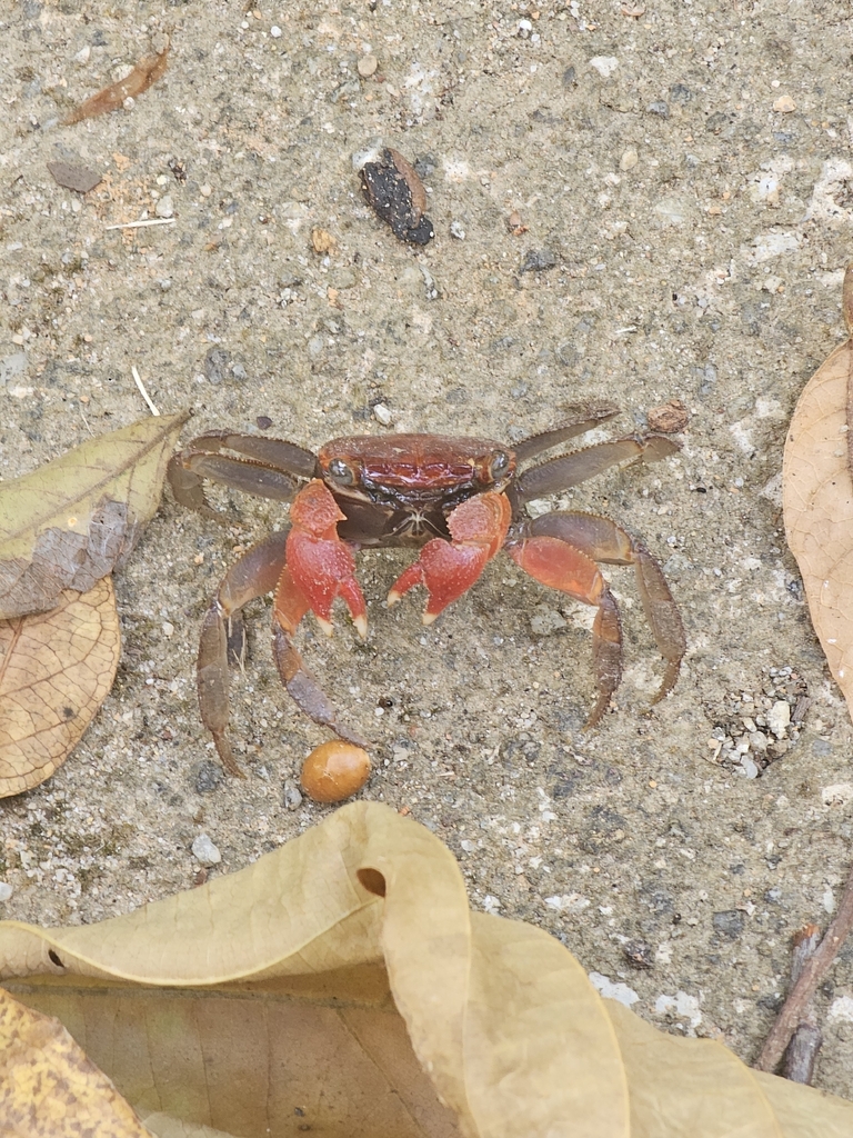 Pseudosesarma